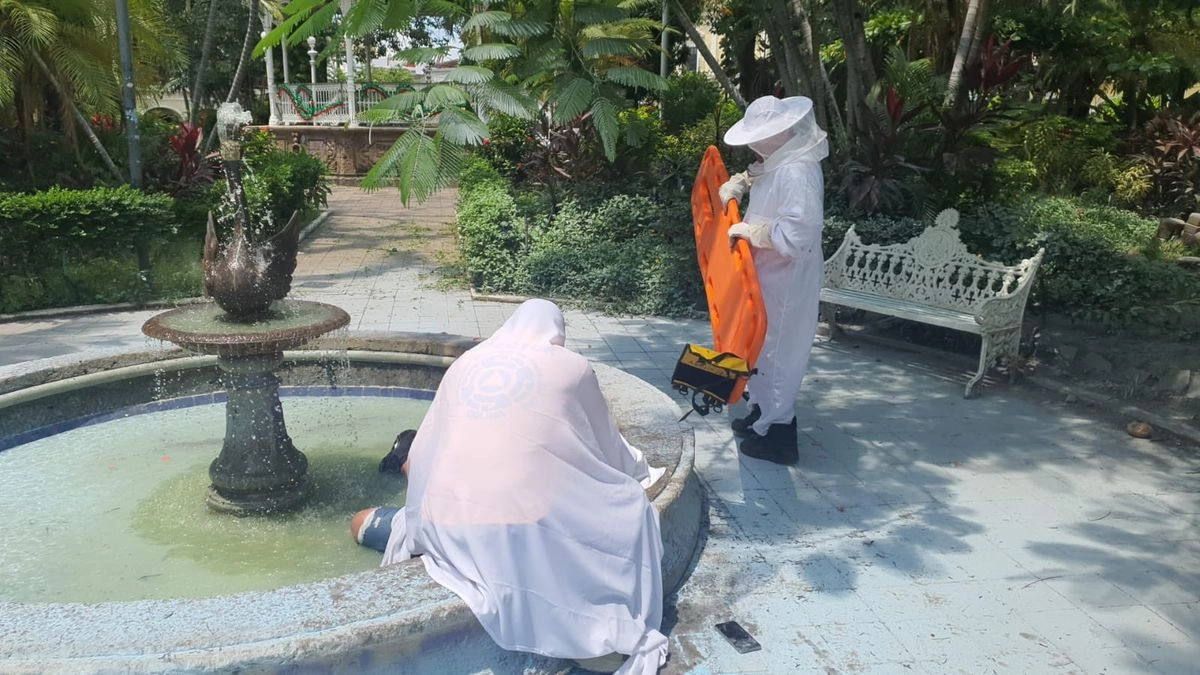 Ataque de abejas en el centro histórico de Colima deja tres heridos Ataque de abejas en el centro histórico de Colima deja tres heridos