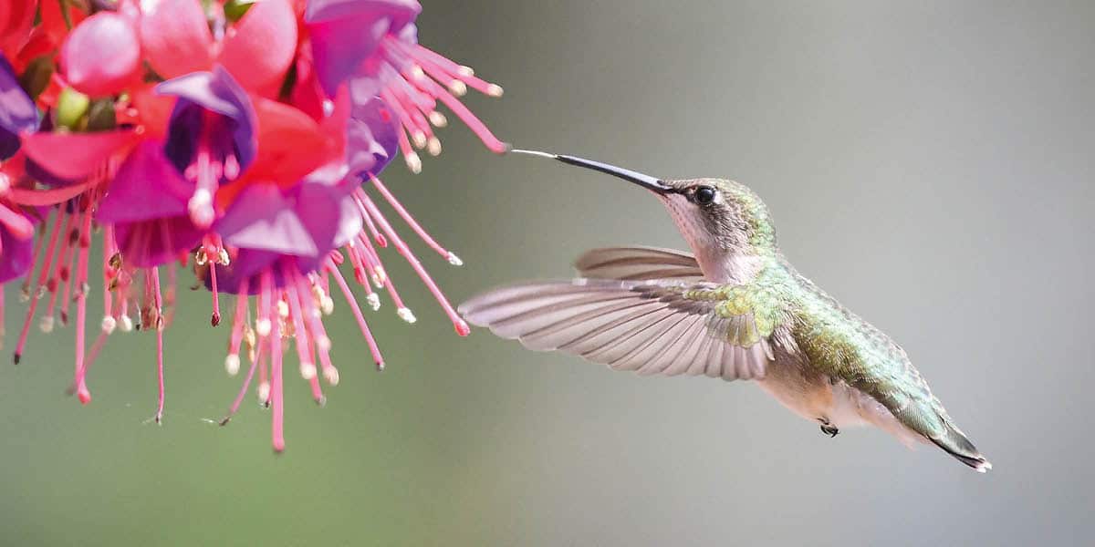 Cómo preparar néctar casero para colibríes y cada cuánto cambiarlo