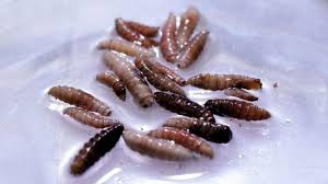 Casos Actuales de Gusano Barrenador en México: Actualización y Muertes Reportadas