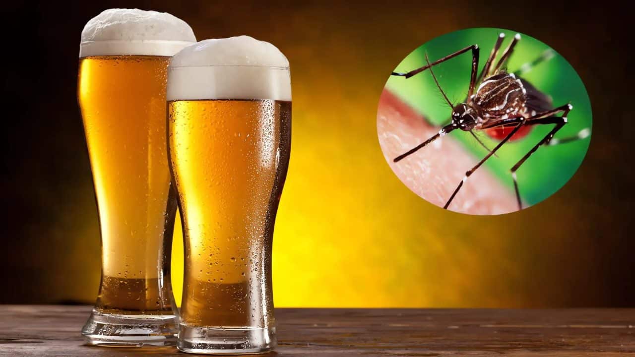 Cerveza y mosquitos Cerveza y mosquitos: por qué los insectos prefieren a quienes la consumen