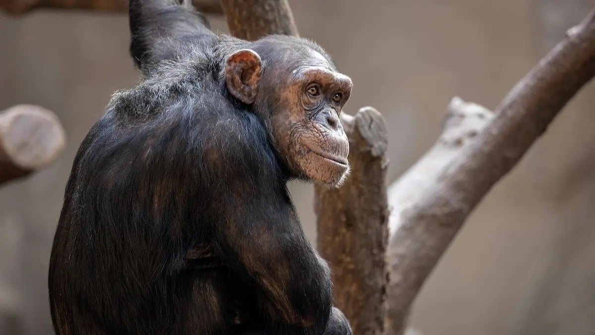 Chimpancés consumen alcohol de frutas fermentadas como si fuera cerveza diaria