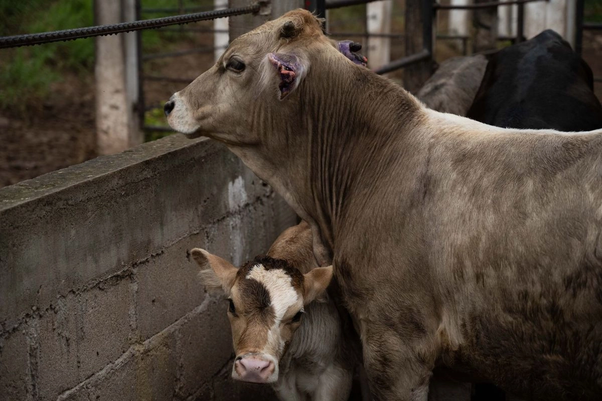 Cierre de frontera a ganado mexicano provoca pérdidas millonarias