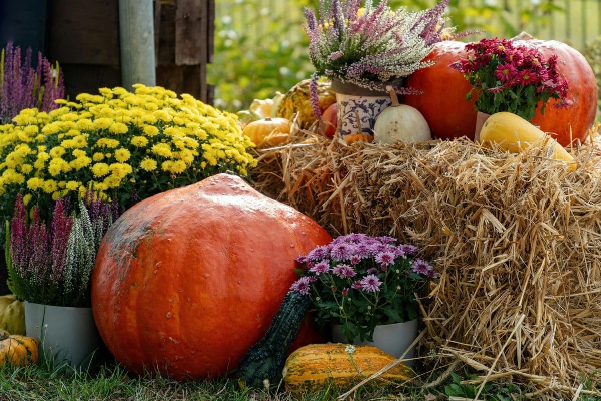 Cuáles son las mejores plantas que brotan en otoño