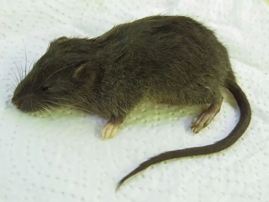 Descubren nueva especie de pequeño roedor en la selva de Perú