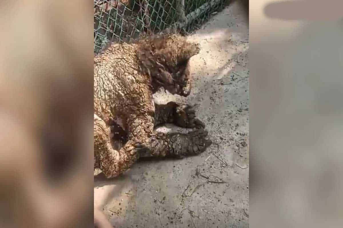 Destituyen coordinador del Zoológico La Pastora tras maltrato a osezna Mina