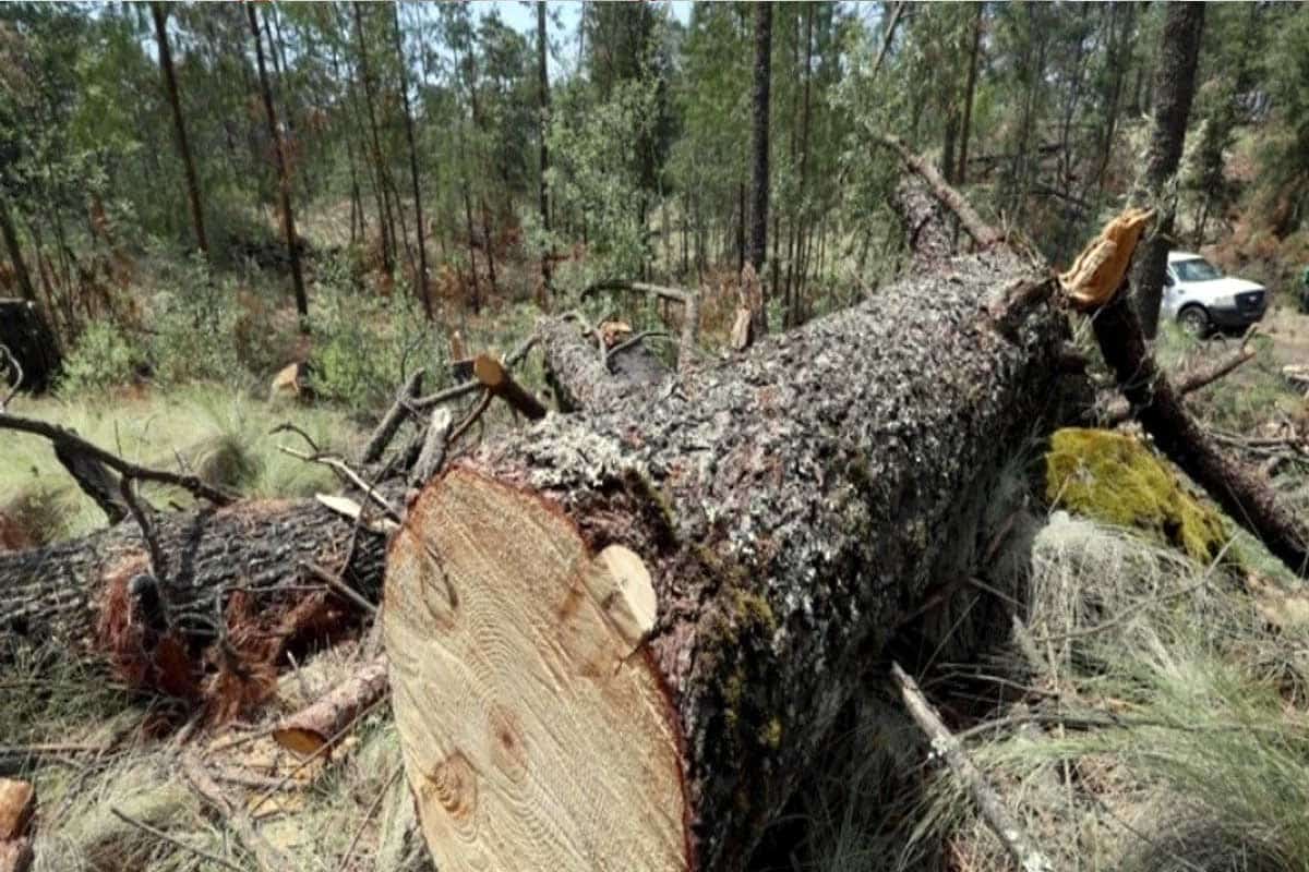 Diputados impulsan leyes para proteger bosques y frenar la tala ilegal