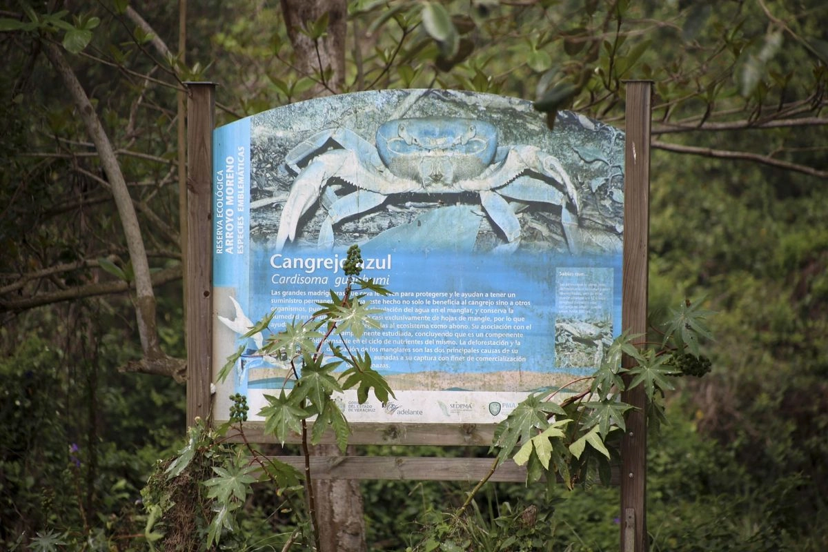 En Cancún piden a conductores reducir velocidad para proteger el cruce del cangrejo azul En Cancún piden a conductores reducir velocidad para proteger el cruce del cangrejo azul