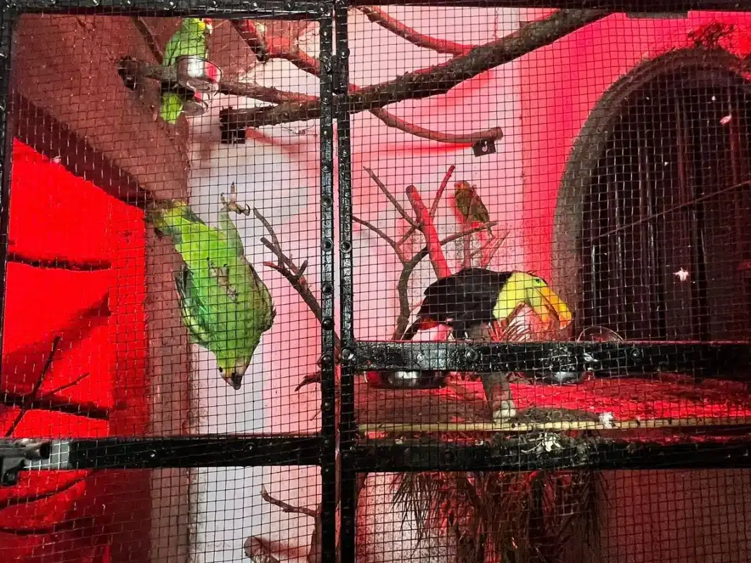 Incauta SSP de Michoacán autos de lujo, drogas y animales exóticos en Queréndaro