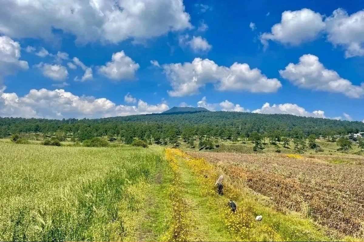 Informe presidencial omite crisis del campo sequía aranceles y bajos precios Informe presidencial omite crisis del campo: sequía, aranceles y bajos precios