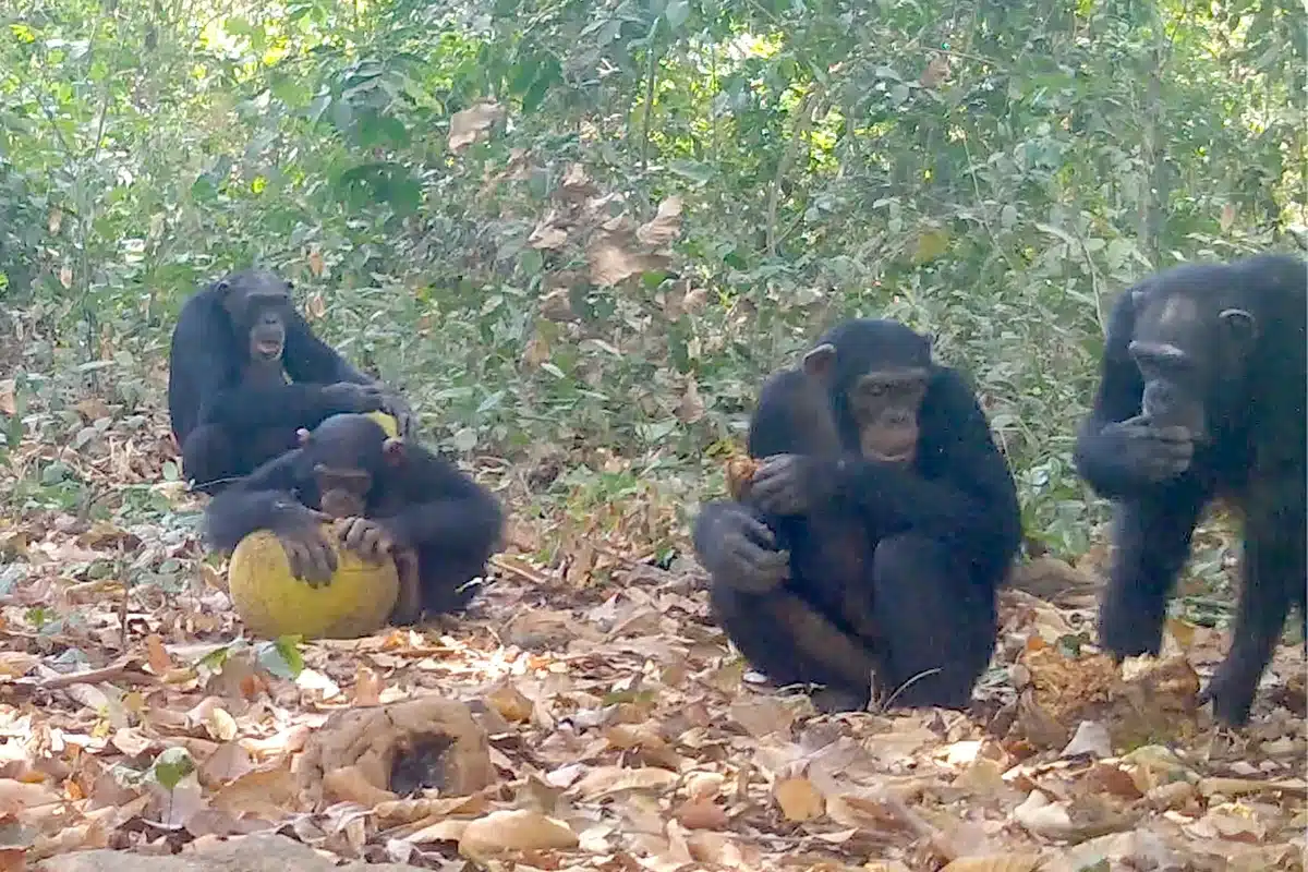 Los chimpancés consumen alcohol de manera natural en la selva africana