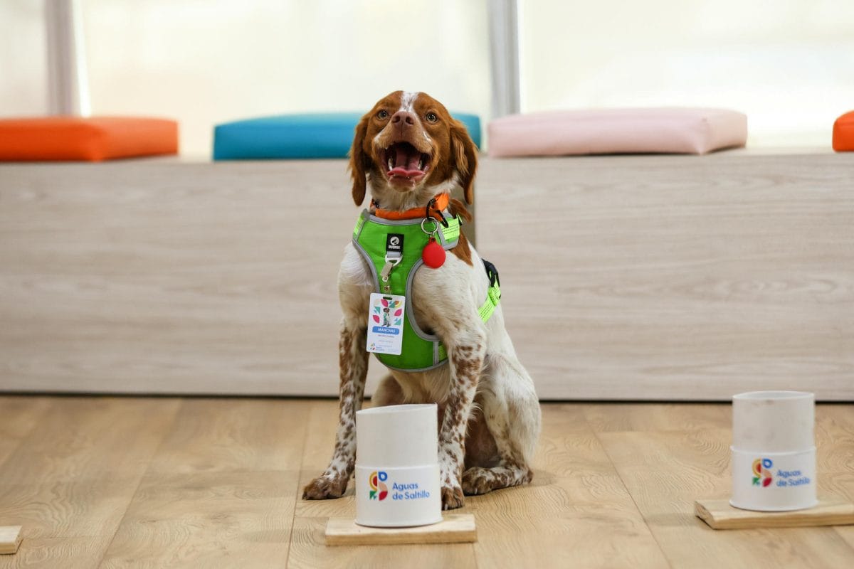 Manchas, el primer perro buscafugas de agua en México