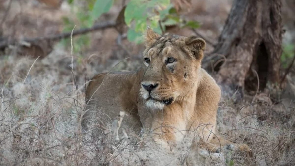 Población de leones en India éxito de conservación convertido en desafío mortal Población de leones en India: éxito de conservación convertido en desafío mortal