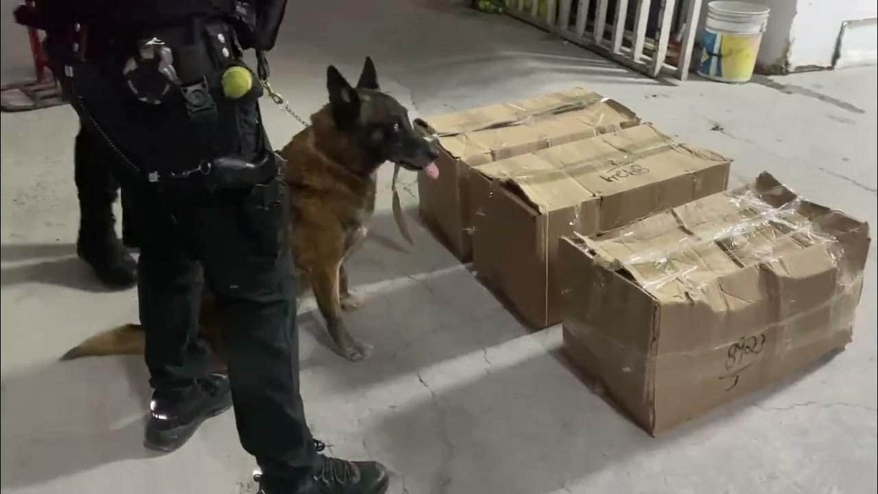 Policía de Jalisco asegura 25 kilos de droga oculta en cajas de jabón