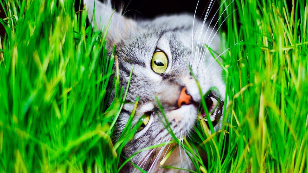 Por qué los gatos comen plantas: un estudio revela nuevas pistas