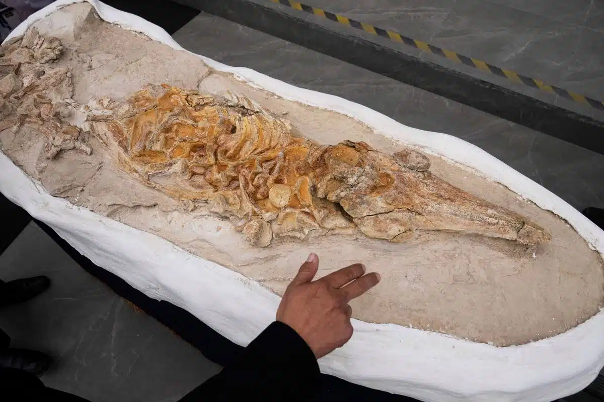 Presentan en Perú fósil parecido a delfín de hace 12 millones de años