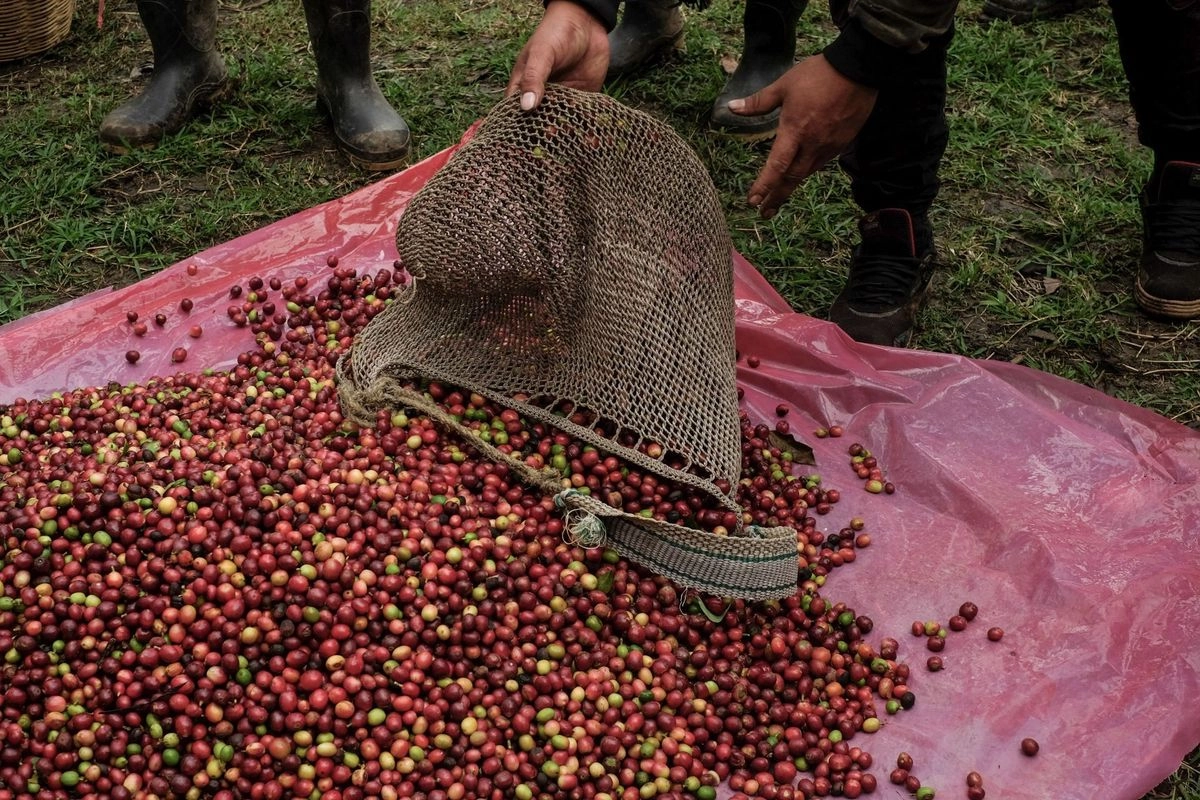 Productores de Veracruz acusan que Café del Bienestar afecta precio y calidad del grano