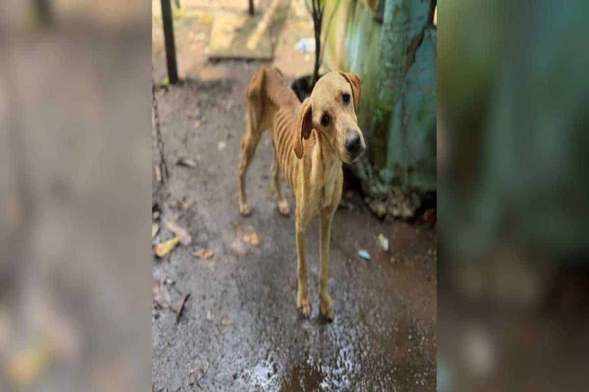 Rescatan 49 animales de albergue en Veracruz por condiciones deplorables