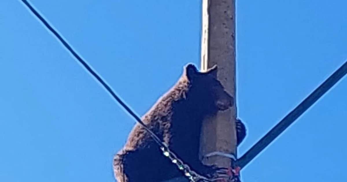 Rescatan a osezno en Cananea tras trepar un poste de electricidad