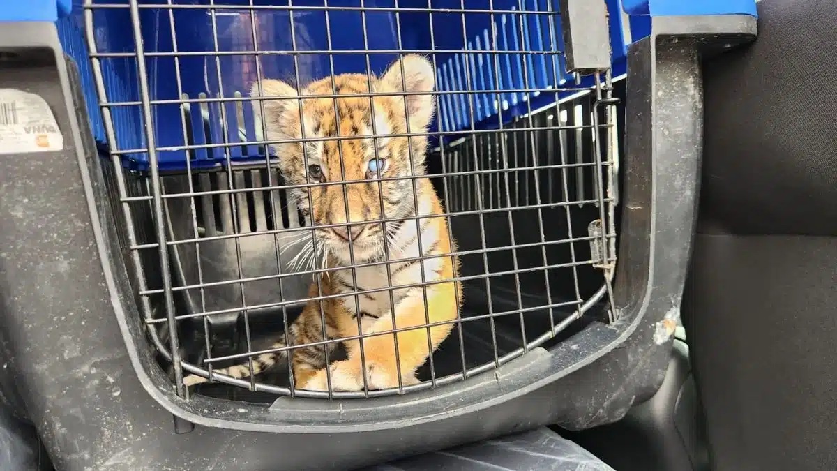 Rescatan a cachorro de tigre en predio irregular de llantas en Nuevo León