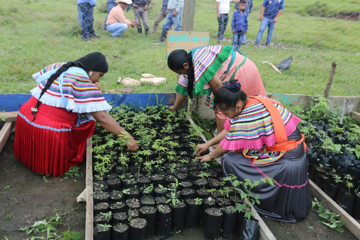 Sembrando Vida 2025: cómo obtener el pago mensual de $6,450 de por vida