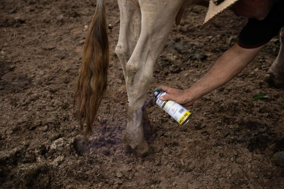 Sheinbaum confirma reinicio de exportaciones ganaderas a EU en noviembre