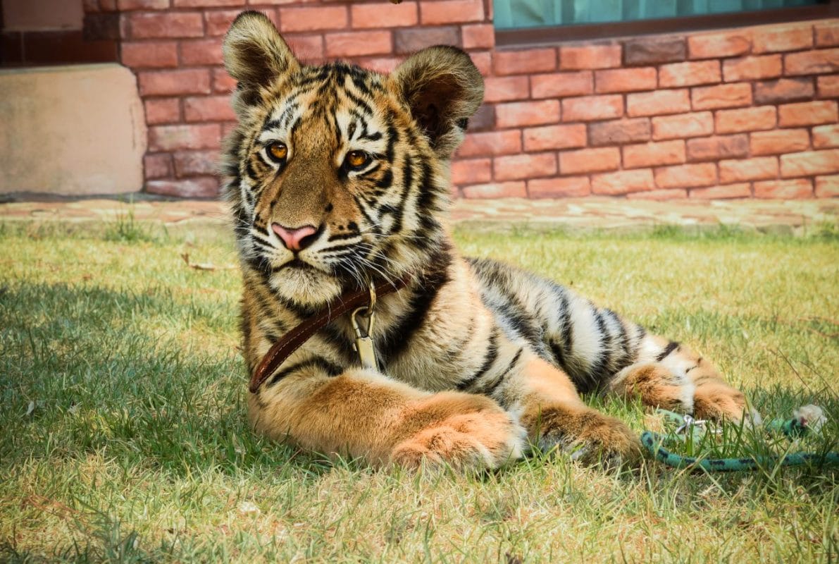 Tigre sorprende a veterinaria en Mazamitla y se hace viral
