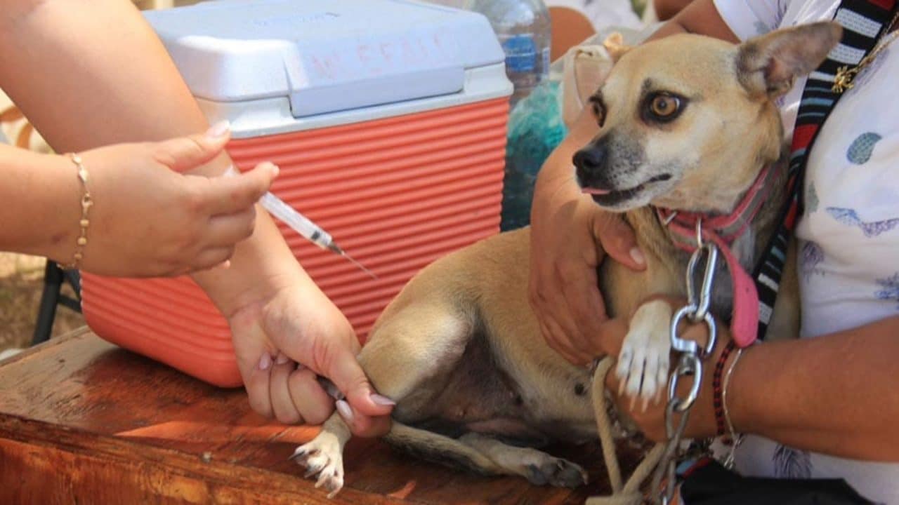 Cancún iniciará campaña antirrábica gratuita con 2,100 vacunas para mascotas