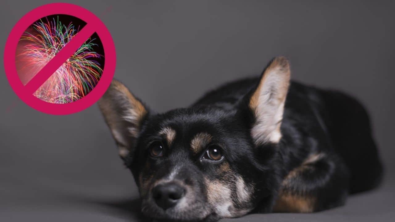 15 de septiembre: Cómo proteger a tu perrito durante la pirotecnia 