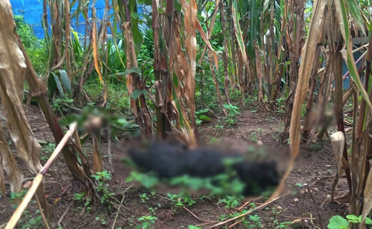 envenenamiento_perros_chiapas Tragedia en Chiapas: más de 60 perros muertos por envenenamiento