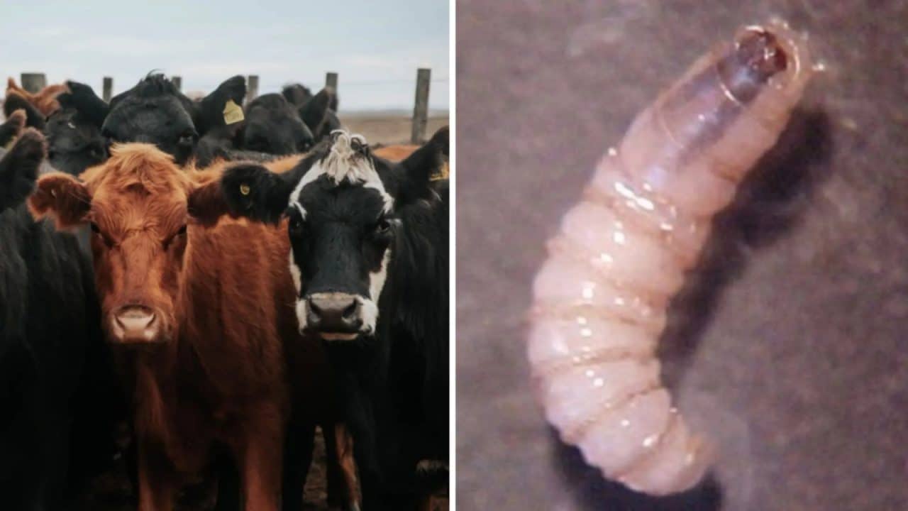 Alerta en frontera: detectan brote de gusano barrenador en Nuevo León