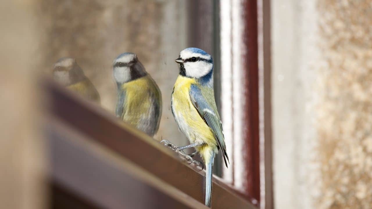 Significado de que un pájaro haga nido en tu casa: práctico y espiritual