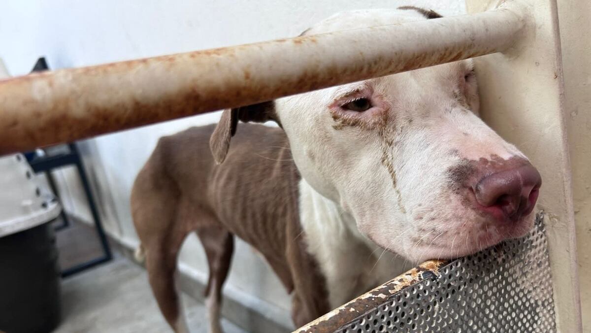 Causa indignación sacrificio de 70 perros en Santa Catarina; autoridades investigan