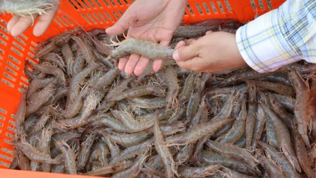 veda-del-camarón-quintana-roo