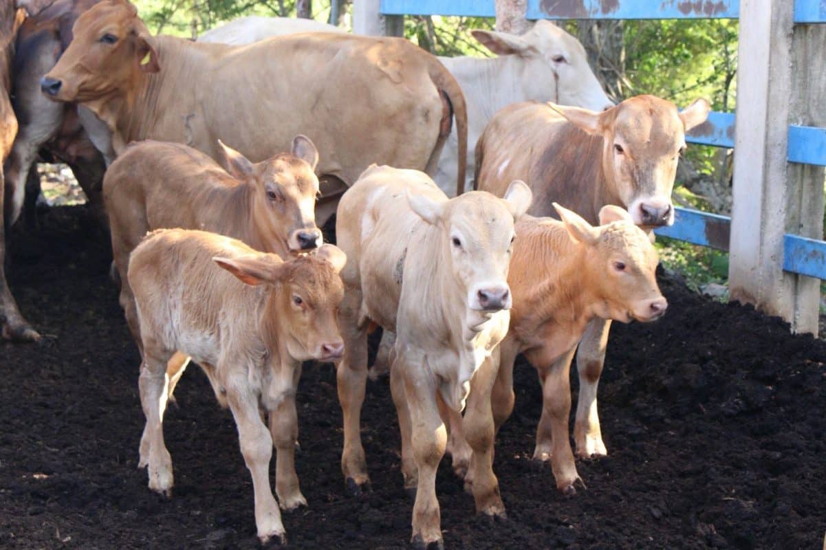 Se disparan casos del gusano barrenador