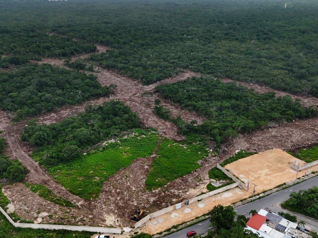 Profepa clausura desarrollo ilegal en Xcunyá