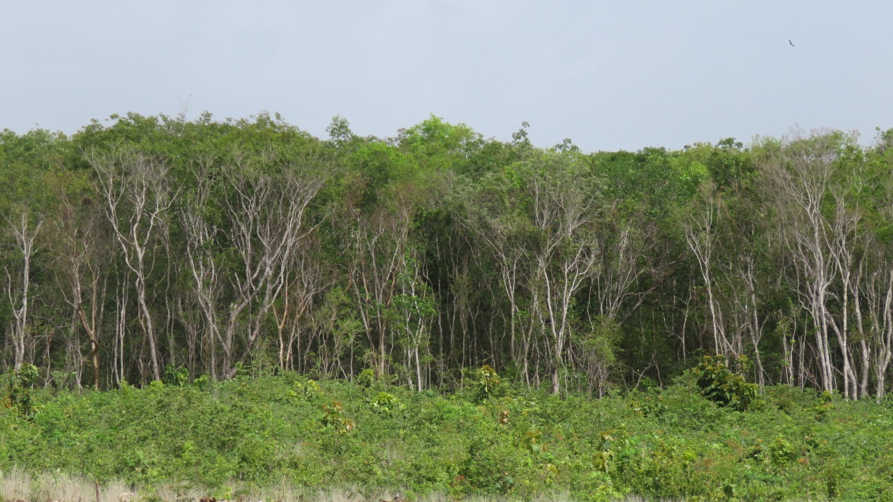 3,500 hectáreas de selva en Felipe Carrillo Puerto serían reducidas a madera