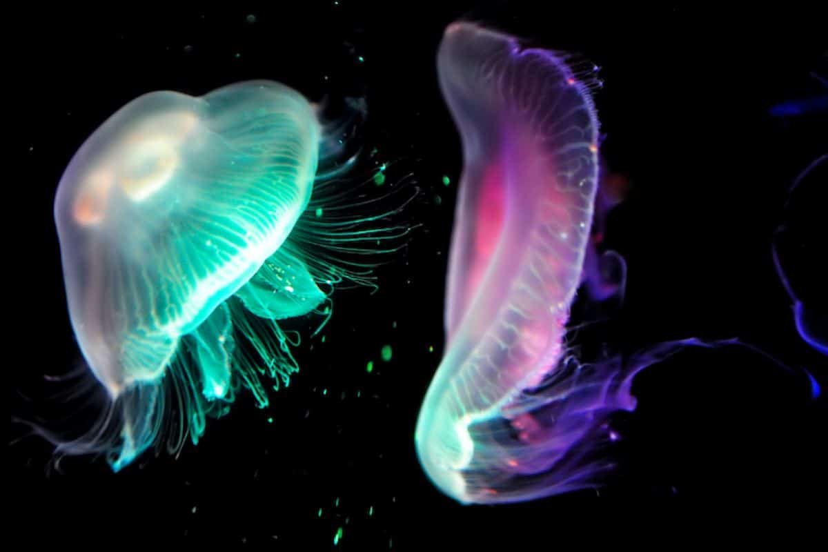 Bioluminiscencia marina: cómo los organismos iluminan los océanos y qué nos enseñan