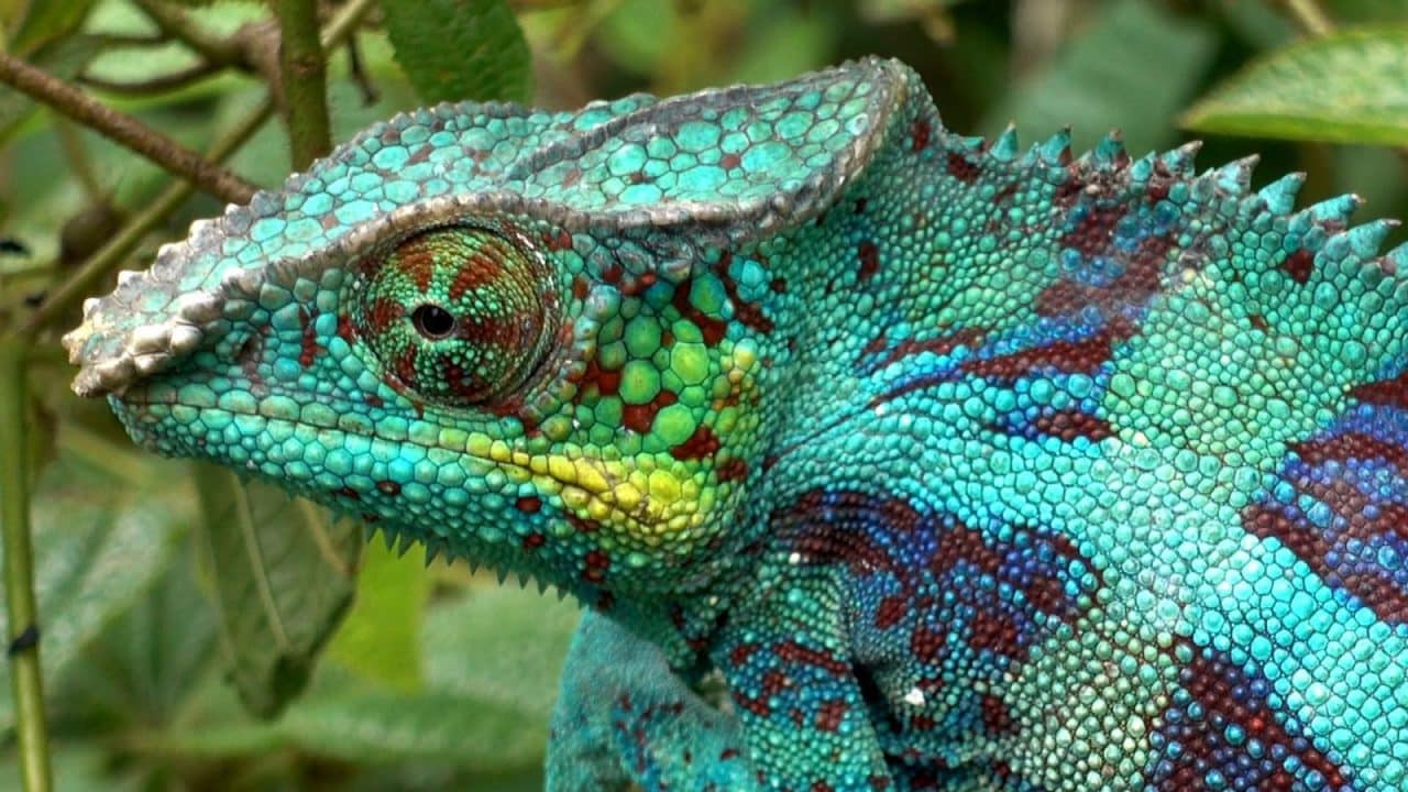 Colores y camuflaje_ un estudio global reveló cómo el entorno influye en cuál es la defensa más efectiva de los animales Colores y camuflaje: un estudio global reveló cómo el entorno influye en cuál es la defensa más efectiva de los animales
