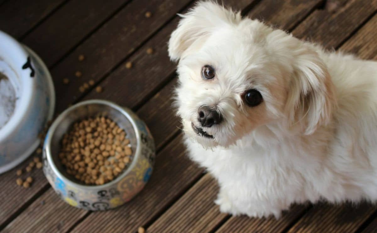 Diputados buscan eliminar IVA a croquetas y medicinas para mascotas