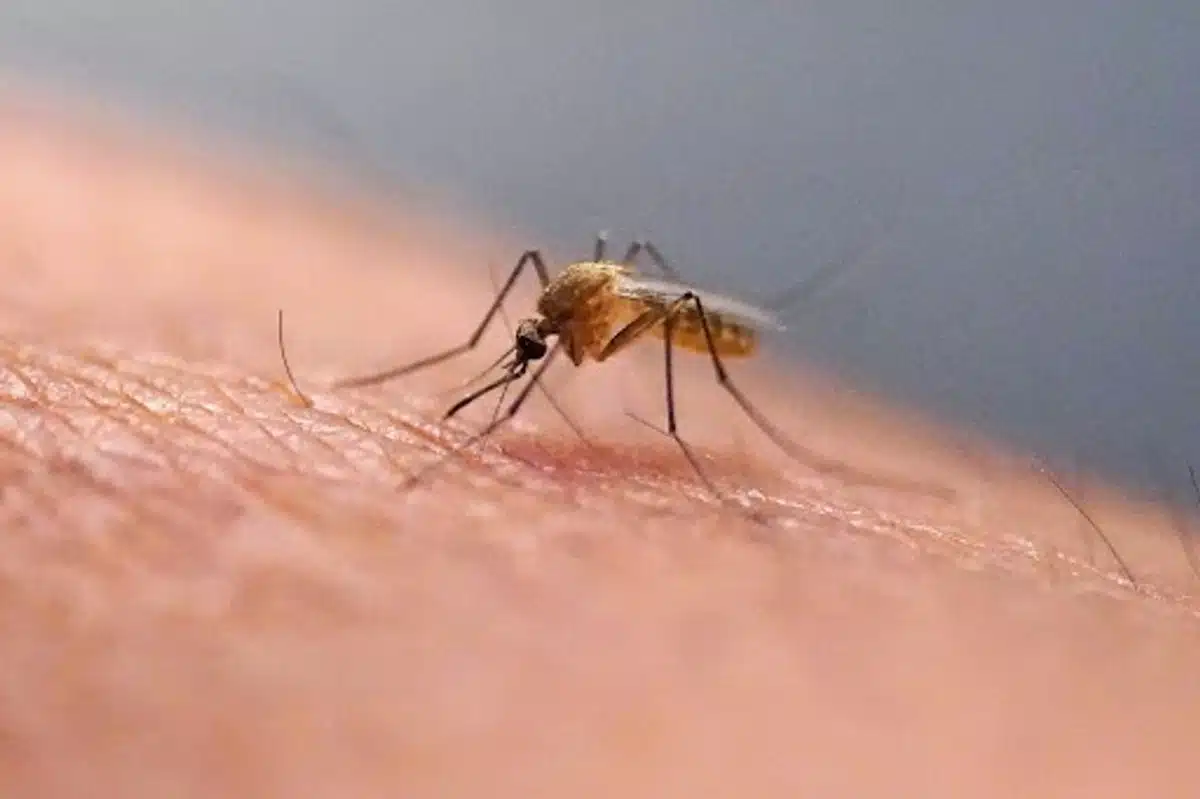Islandia registra por primera vez la presencia de mosquitos en su entorno natural
