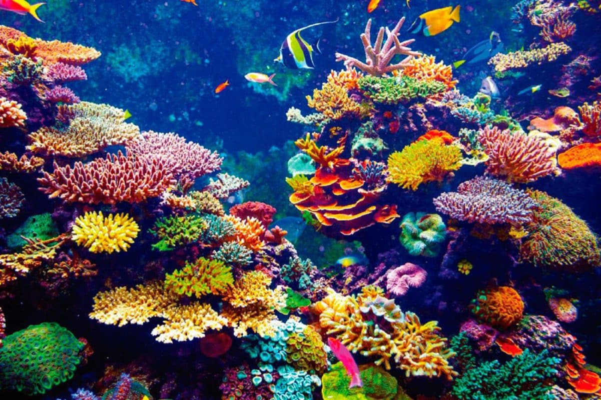 La Tierra alcanza su primer “punto de inflexión climático” global por la desaparición de los arrecifes de coral