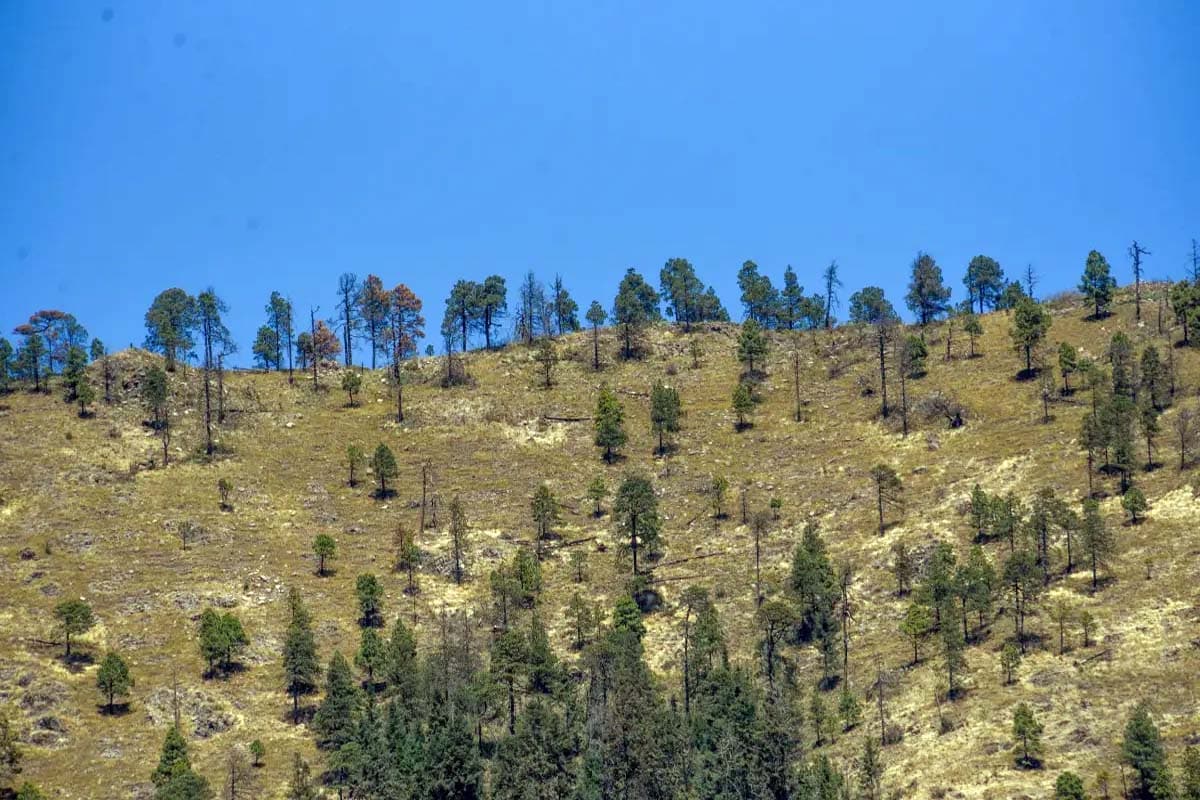 México pierde 5% de sus bosques en 25 años, pero tasa de deforestación baja