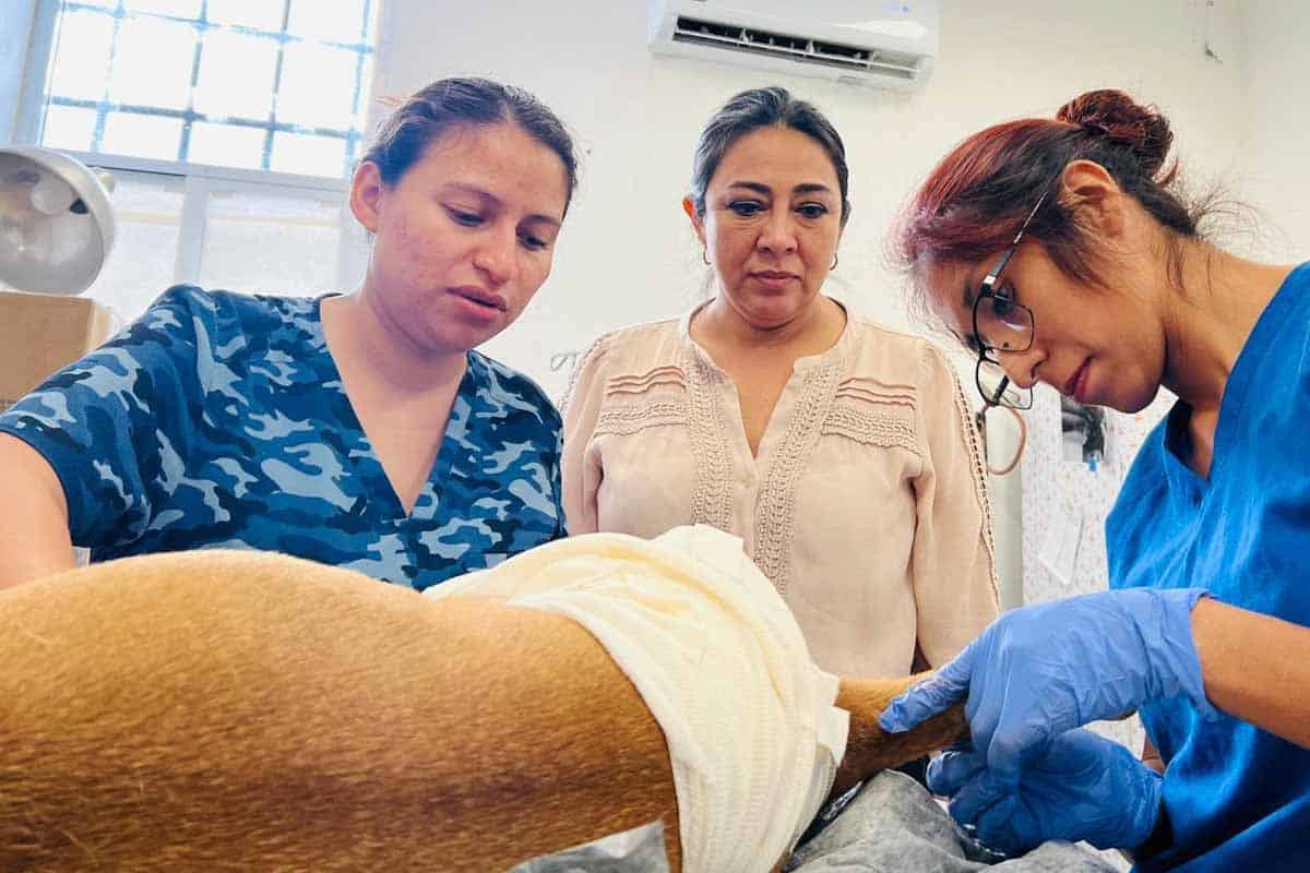 Perrita atropellada en Cancún recibe atención médica inmediata y cuidados