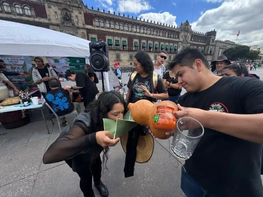 Productores de maguey marcharán en CDMX contra parque fotovoltaico en Hidalgo