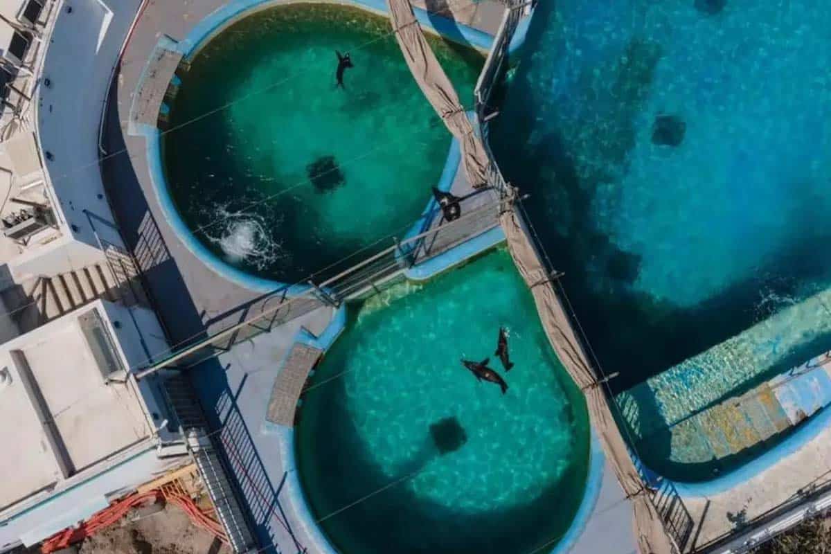 Profepa sanciona al Acuario de Veracruz por maltrato a delfines y lobos