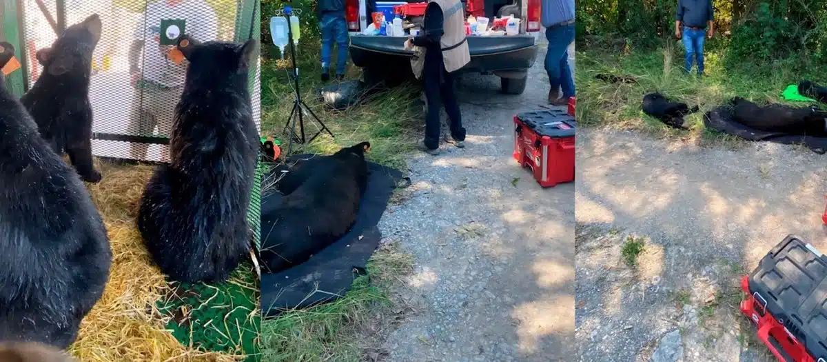 Profepa reubica a familia de osos negros en Bustamante, Nuevo León Profepa reubica a familia de osos negros en Bustamante, Nuevo León