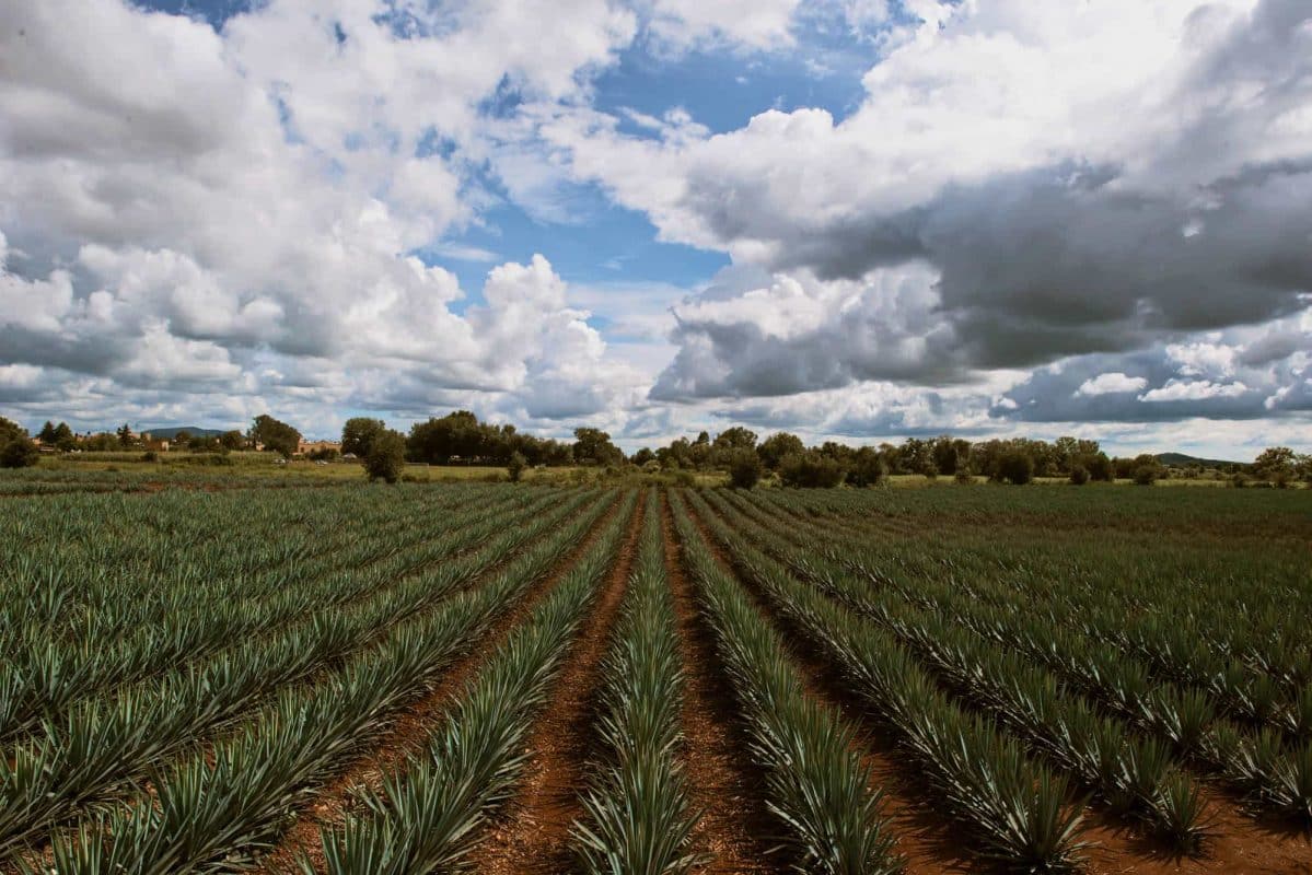 Tequila sustentable: la revolución verde que regenera la tierra