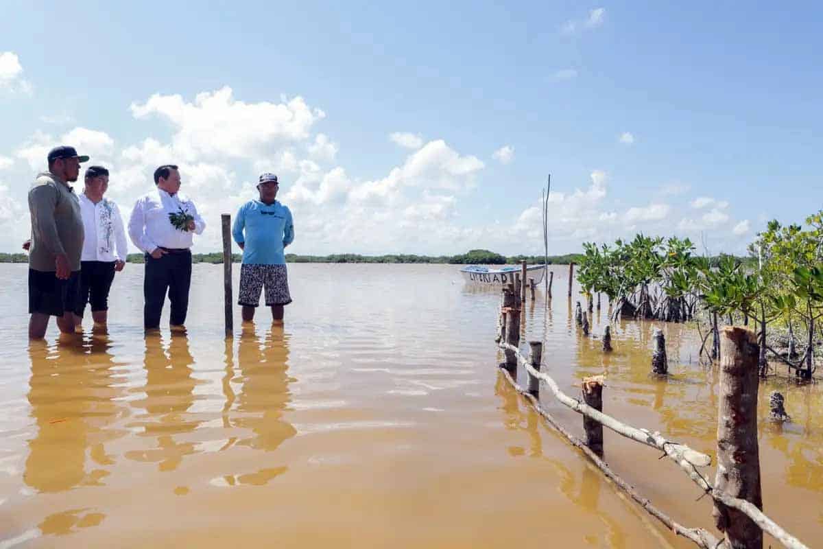 Yucatán impulsa recuperación de humedales costeros ante daños severos