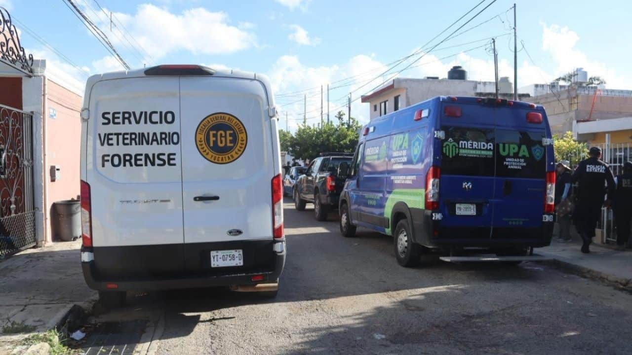 Crueldad en Mérida: balean a un perro y lo abandonan; investigan el caso