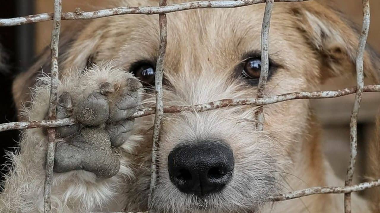 Buscan aumentar hasta 7 años de prisión por crueldad animal en Quintana Roo
